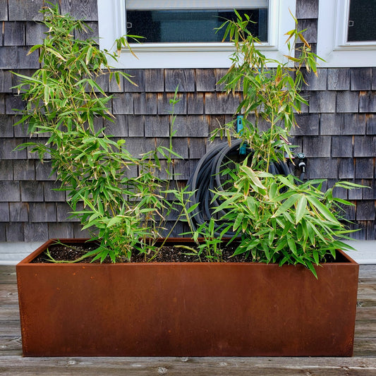 Bamboo being grown in a metal planter