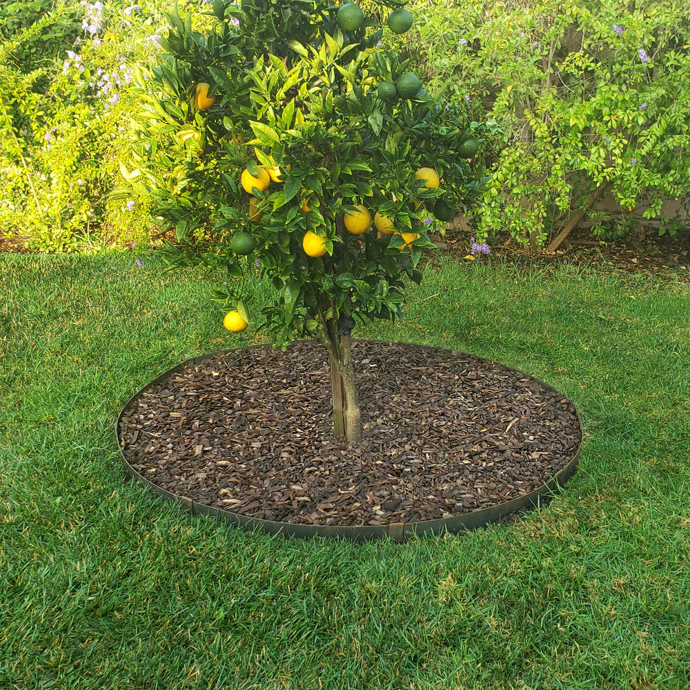 Tree Ring Kits – Edge Right