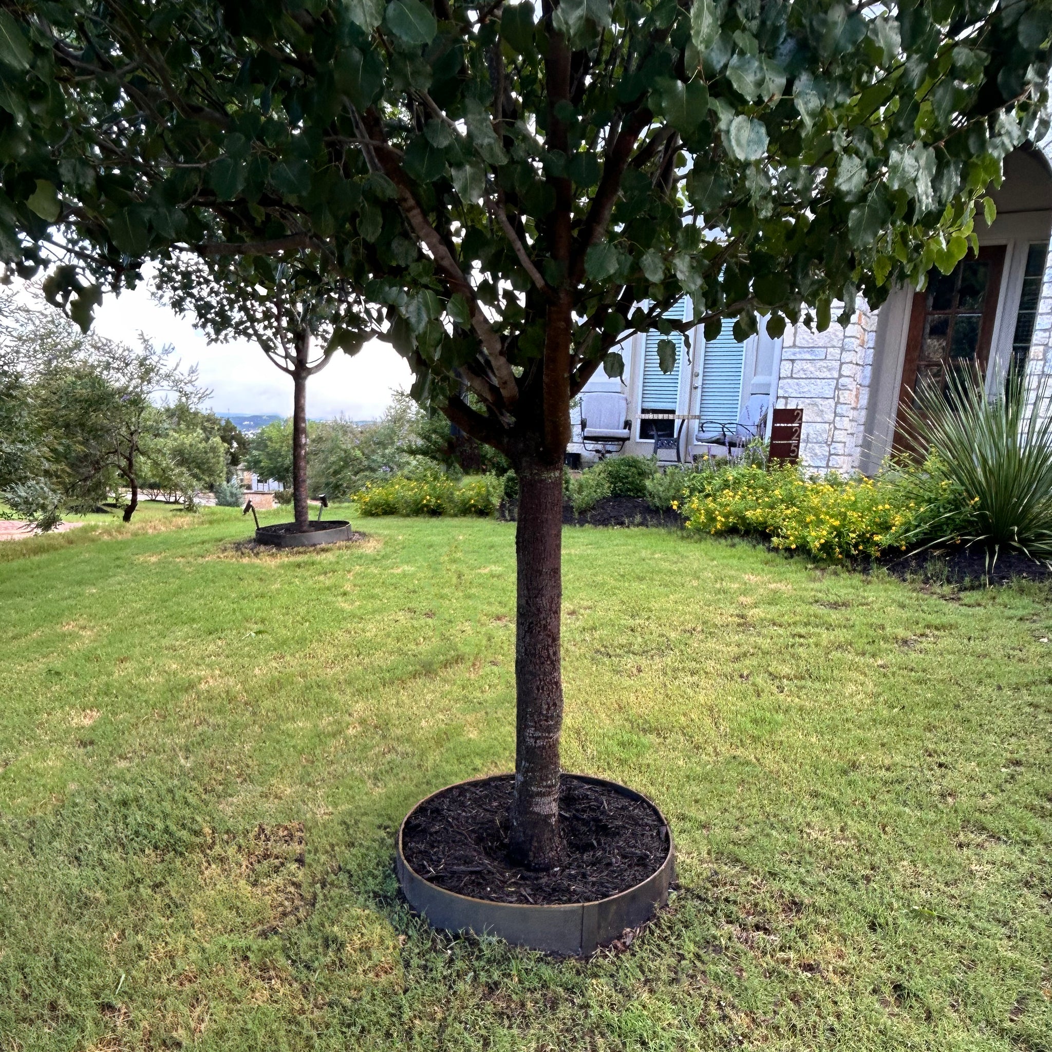 Tree Ring Kits – Edge Right